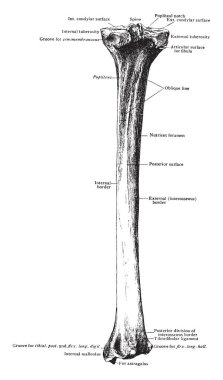 Bu resimde Tibia vintage çizgi çizme veya oyma illüstrasyon arkasından, temsil eder.