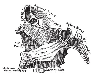 Bu resimde bölüm, yüz gösterilen Vomer, vintage çizgi çizme veya oyma illüstrasyon temsil eder..