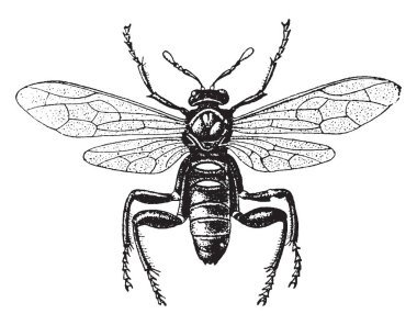 Amerikan Sawfly bir ovipositor benzeyen bir testere, vintage çizgi çizme veya illüstrasyon oyma ile bir böcek olduğunu.