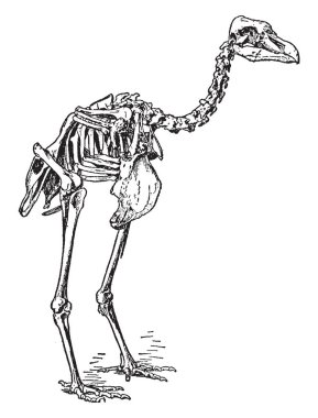 Bu resimde Pezophaps Solitarius, vintage çizgi çizme veya oyma illüstrasyon temsil eder..