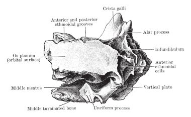 Bu resimde etmoid görüntülendi yan, vintage çizgi çizme veya oyma illüstrasyon gösterir.