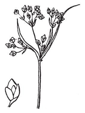 Bu acele bitki bu ağacın gövde görüntüsünü çok incedir ve daha düşük bu ağaç vardır bırakır ve her şube, vintage çizgi çizme veya oyma çizim çiçek.