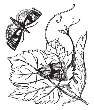 Çizim veya illüstrasyon oyma çoğunlukla gün batımı, vintage satırında görülen asma Pyralis olduğunu.