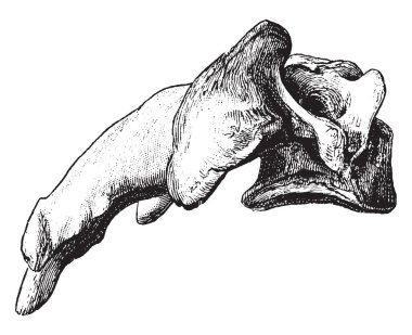 Bu resimde dördüncü servikal Vertebra görüntülendi yan, vintage çizgi çizme veya oyma illüstrasyon gösterir.
