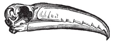 Bir azgın madde, vintage çizgi çizme veya oyma illüstrasyon tarafından çevrili Toucan, Bill.