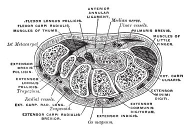Enine bölümü tendon damarları ve sinirleri, vintage çizgi çizme veya oyma illüstrasyon göreli konumunu gösteren carpus üzerinden.