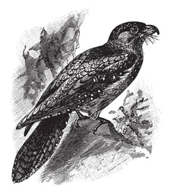 Oilbird is a bird in the Steatornithidae family, vintage line drawing or engraving illustration. clipart