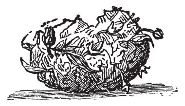 Bu resim Koza Farekulağı ', vintage çizgi çizme veya oyma illüstrasyon temsil eder..