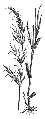 Bu resmi yulaf büyüyen ayırmak ve ayrı bırakır, yaprakları çok kalın ve uzun kök, vintage çizgi çizme veya oyma illüstrasyon takılı olduğunu.