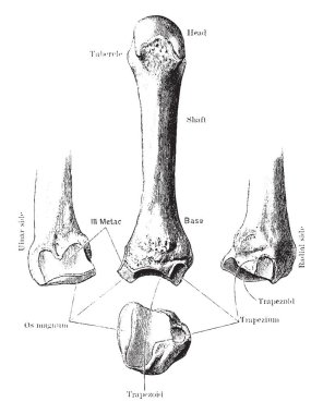 Bu örnekte ikinci metakarpal kemik, vintage çizgi çizme veya oyma illüstrasyon temsil eder..
