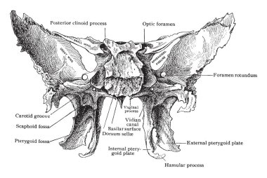 Bu resimde vintage çizgi çizme veya oyma illüstrasyon arkasından, ense kemik temsil eder.