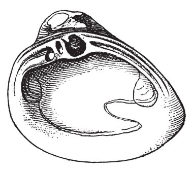 Gnathodon rangia kabuklu yumuşakçalar veya istiridye Mactridae, vintage çizgi çizme veya oyma illüstrasyon ailesindeki bir cinsidir.