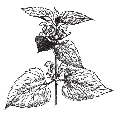 Lamium album bir çiçekli bitkidir. Woodland, nemli, bereketli topraklar üzerinde çeşitli büyüyen. Bir çok yıllık otsu bitki, vintage çizgi çizme veya oyma illüstrasyon.