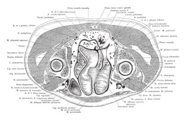 Bölümü hemen üstündeki kasık symphysis, vintage çizgi çizme veya oyma illüstrasyon pelvis üzerinden.