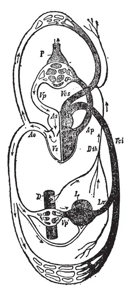 Questo Diagramma Rappresenta Cuore Completamente Diviso Metà Destra Sinistra Disegno — Vettoriale Stock