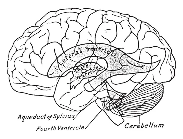 Schema Che Mostra Relazioni Dei Ventricoli Con Superficie Del Cervello — Vettoriale Stock