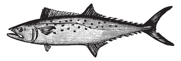 Atlantic Spanish Mackerel Uma Espécie Migratória Sarda Comum Golfo México —  Vetores de Stock