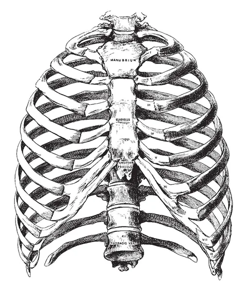 这个插图代表了骨胸的前视图 复古线条画或雕刻插图 — 图库矢量图片