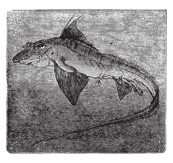 痴人说梦 Monstrosa 是栖息在北海 复古线画或雕刻插图 — 图库矢量图片