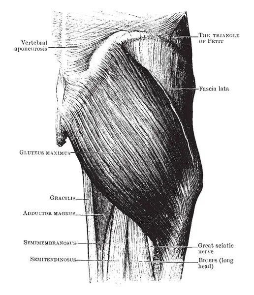 Esta Ilustración Representa Gluteus Maximus Muscles Dibujo Línea Vintage Ilustración — Archivo Imágenes Vectoriales