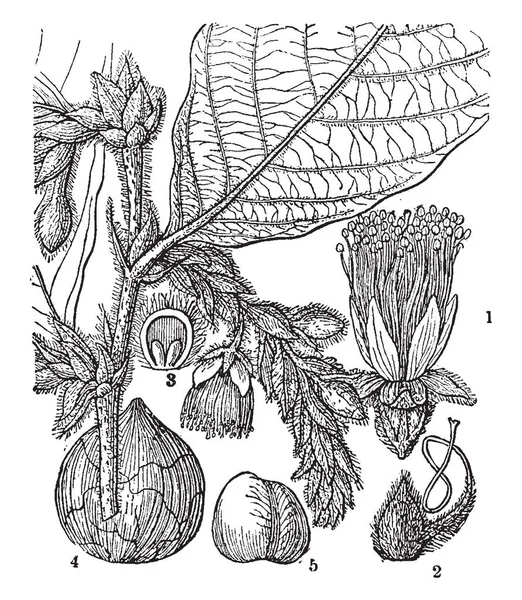 Det Couepia Tillhör Familjen Chrysobalanaceae Bilden Visar Dess Olika Stadier — Stock vektor