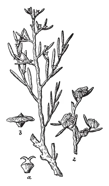 Greasewood 是两种开花植物的北美洲属 本厂又称 Sarcobatus 复古线画或雕刻插图 — 图库矢量图片