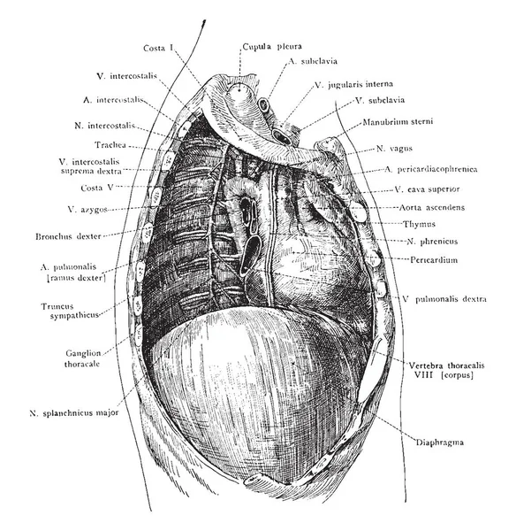 Göğüs Boşluğuna Sağ Akciğer Vintage Çizgi Çizme Veya Oyma Illüstrasyon — Stok Vektör