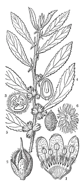 Casearia のさまざまな部分を示す図面 雌しべ 種子とがく ビンテージの線の描画や彫刻イラストが含まれています — ストックベクタ