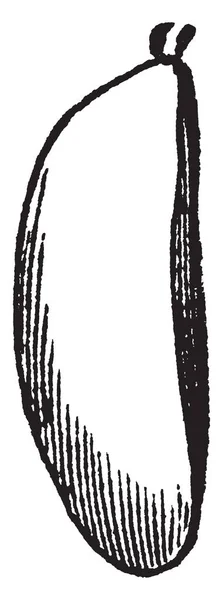 Индийский Рис Растет Воде Выглядит Пики Толстый Размер Рисунок Винтажной — стоковый вектор