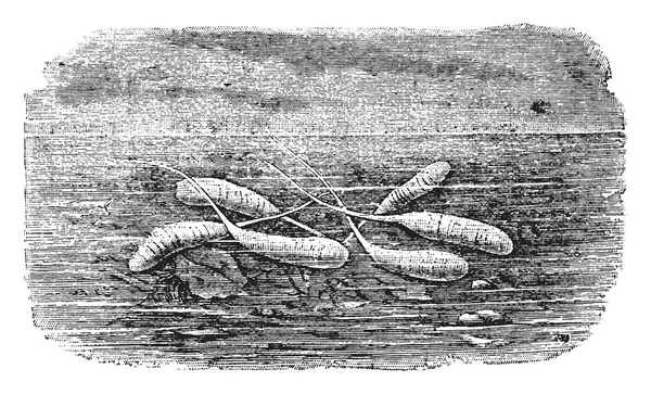 Esta Ilustração Representa Larvas Helophilus Desenho Linha Vintage Gravura Ilustração —  Vetores de Stock