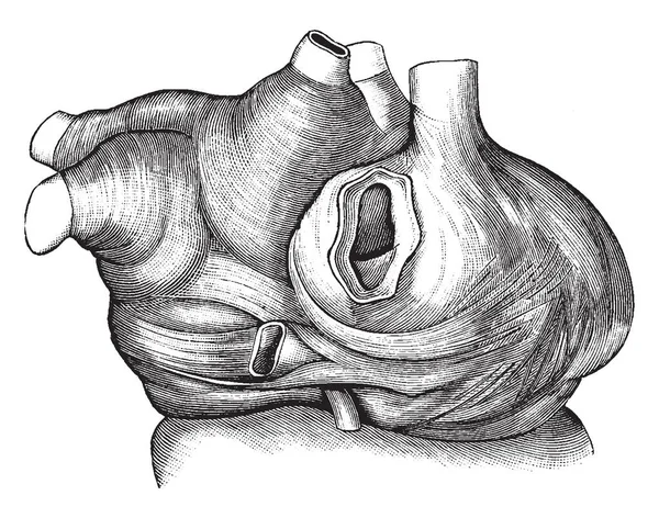 Questa Illustrazione Rappresenta Auricolari Muscoli Linea Vintage Disegno Incisione Illustrazione — Vettoriale Stock