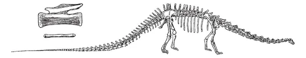 Diplodocus Género Dinosaurio Saurópodo Diplodócido Dibujo Línea Vintage Ilustración Grabado — Vector de stock