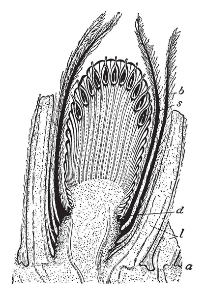 Cycadeoid 的图像 它是雌性花序或圆锥的轴 在白垩纪期间灭绝的木本茎和坚韧叶子的植物的一个成员 复古线图画或雕刻插图 — 图库矢量图片