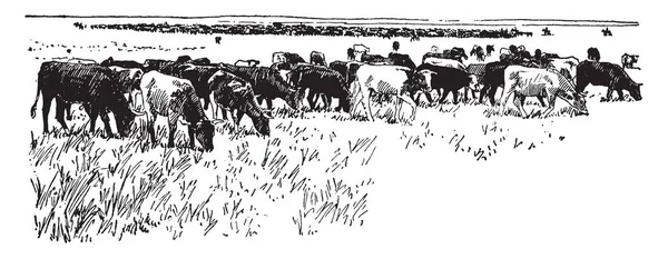 Diese Illustration Stellt Rinder Dar Die Auf Einer Einfachen Alten — Stockvektor