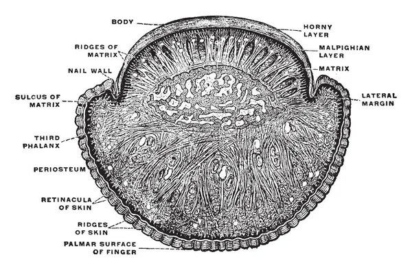 Ilustrasi Ini Mewakili Bagian Transverse Melalui Sidik Jari Dan Jari - Stok Vektor