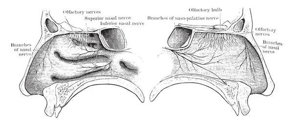 Illustration Represents Nerves Nasal Cavity Vintage Line Drawing Engraving Illustration — Stock Vector