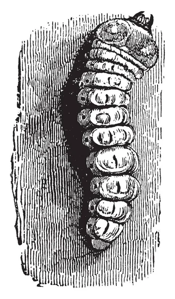 Longhorn Beetle Larva Una Familia Cosmopolita Escarabajos Dibujo Línea Vintage — Archivo Imágenes Vectoriales