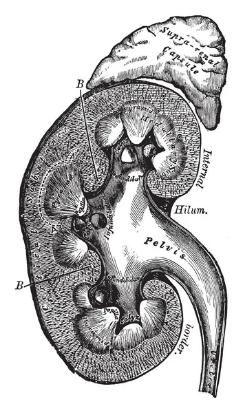 Deze Illustratie Vertegenwoordigt Verticale Sectie Van Nier Vintage Lijntekening Gravure — Stockvector