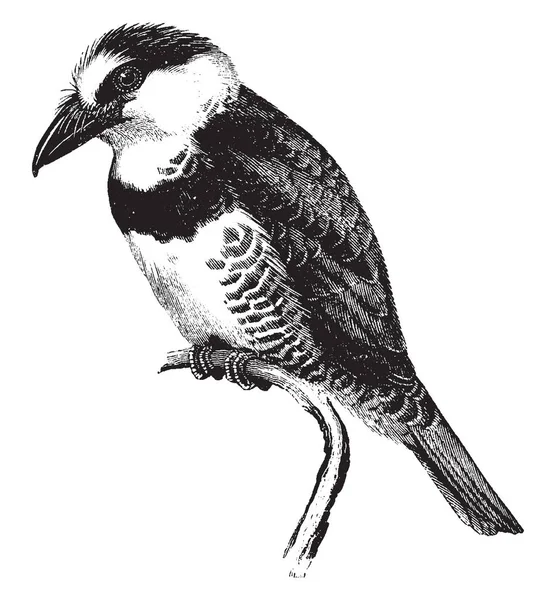 パフ鳥は表面 ビンテージの線描画や彫刻イラスト下の白とブルー ブラックです — ストックベクタ