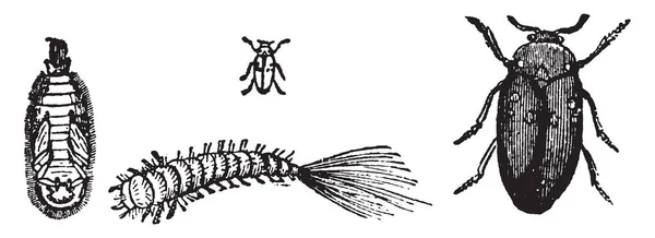 Attagenus Pellio Rettegett Szűcsök Sokféleségében Vintage Vonalas Rajz Vagy Metszet — Stock Vector