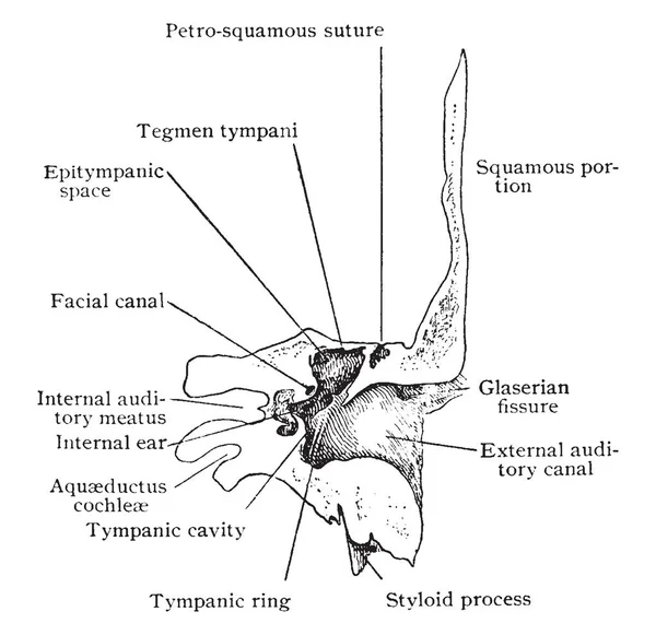 Bu resimde ön bölüm, Temporal kemik, vintage çizgi çizme veya oyma illüstrasyon temsil eder..