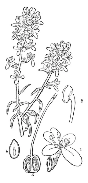 Une Image Décrivant Les Différentes Parties Selago Telles Une Fleur — Image vectorielle