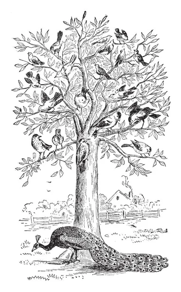Esta Ilustración Representa Peacock Tree Dibujo Línea Vintage Ilustración Grabado — Vector de stock