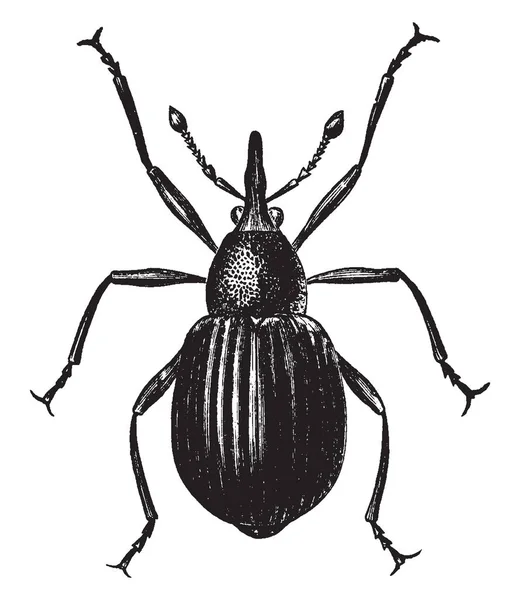 Seed Weevil Est Coléoptère Famille Des Brentidae Charançons Museau Droit — Image vectorielle