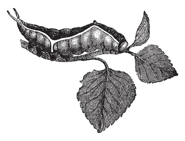Личинка Dicranura Vinula Puss Moth Питается Топорами Ивами Рисует Винтажные — стоковый вектор