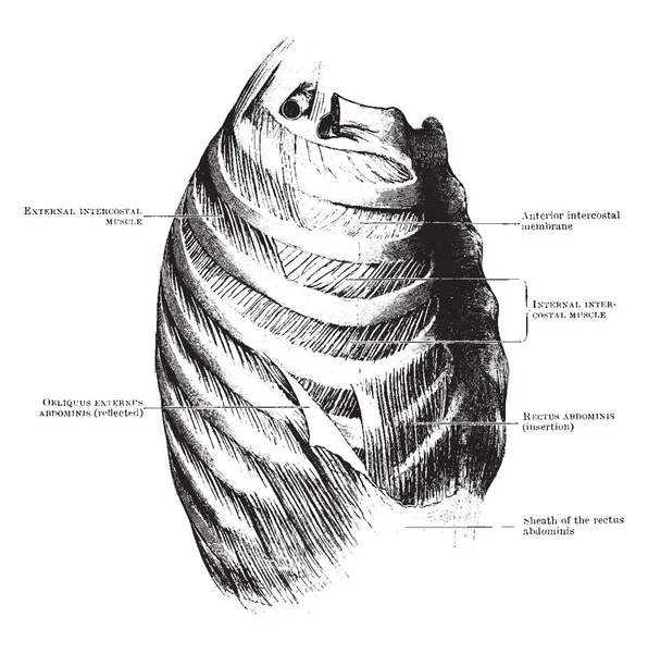 Esta Ilustración Representa Músculos Pared Torácica Dibujo Línea Vintage Ilustración — Archivo Imágenes Vectoriales