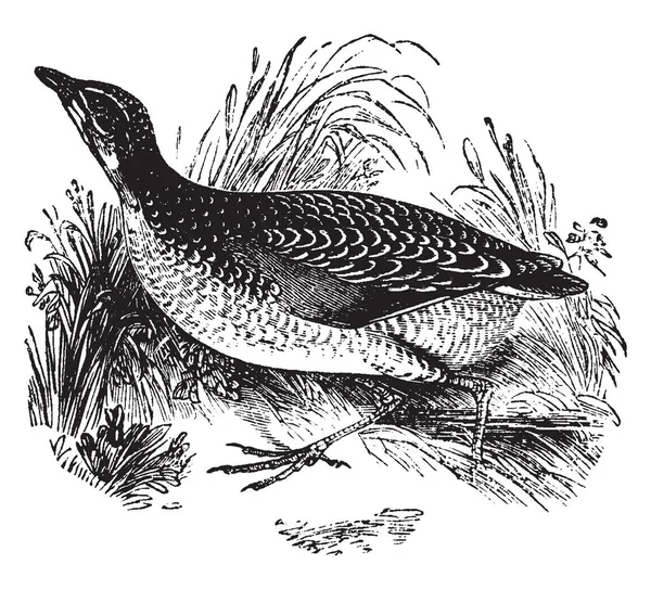 Corn Crake Est Petit Oiseau Famille Des Rallidae Dessin Ligne — Image vectorielle