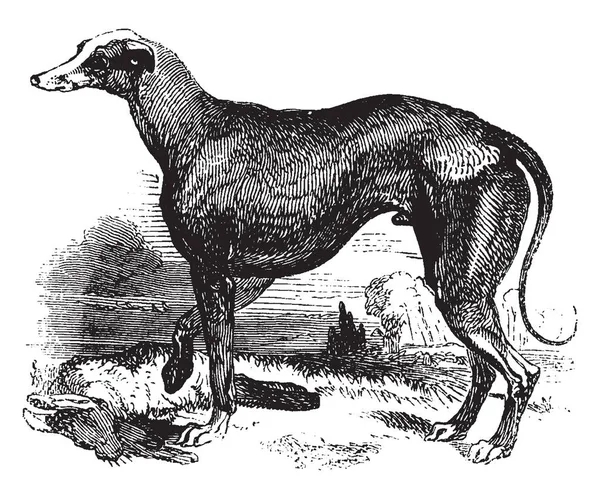Greyhound Hundras Från Hund Och Vinthund Som Har Fötts Upp — Stock vektor