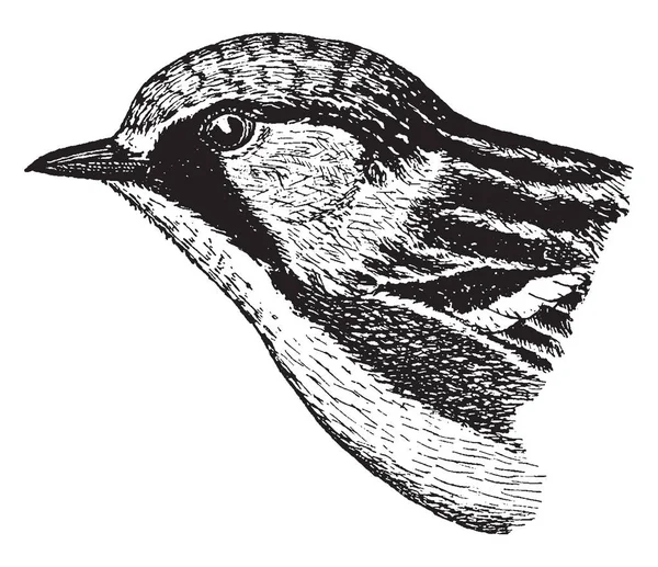 Kastanje Dubbelzijdige Warbler Een Amerikaanse Zangers Vintage Lijntekening Gravure Illustratie — Stockvector