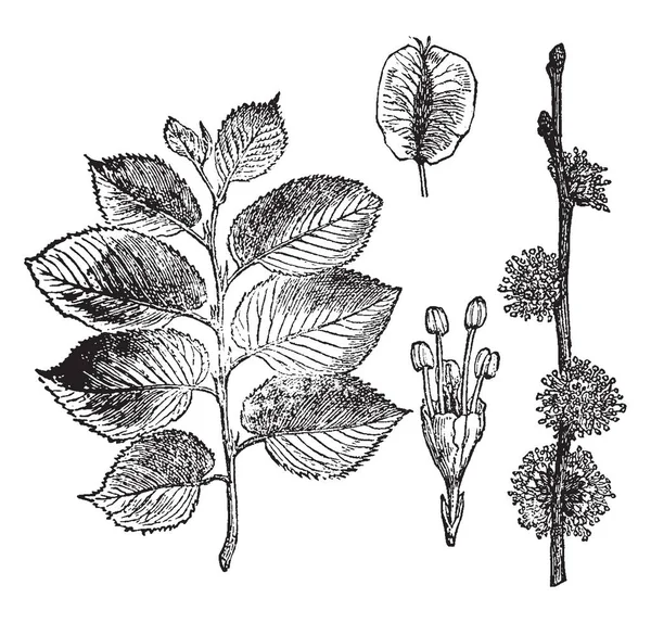 Картина Четырьмя Эскизами Различных Частей Вяза Различные Части Листья Цветы — стоковый вектор